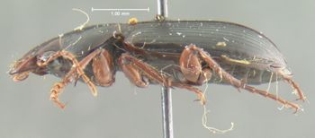 Media type: image;   Entomology 25666 Aspect: habitus lateral view